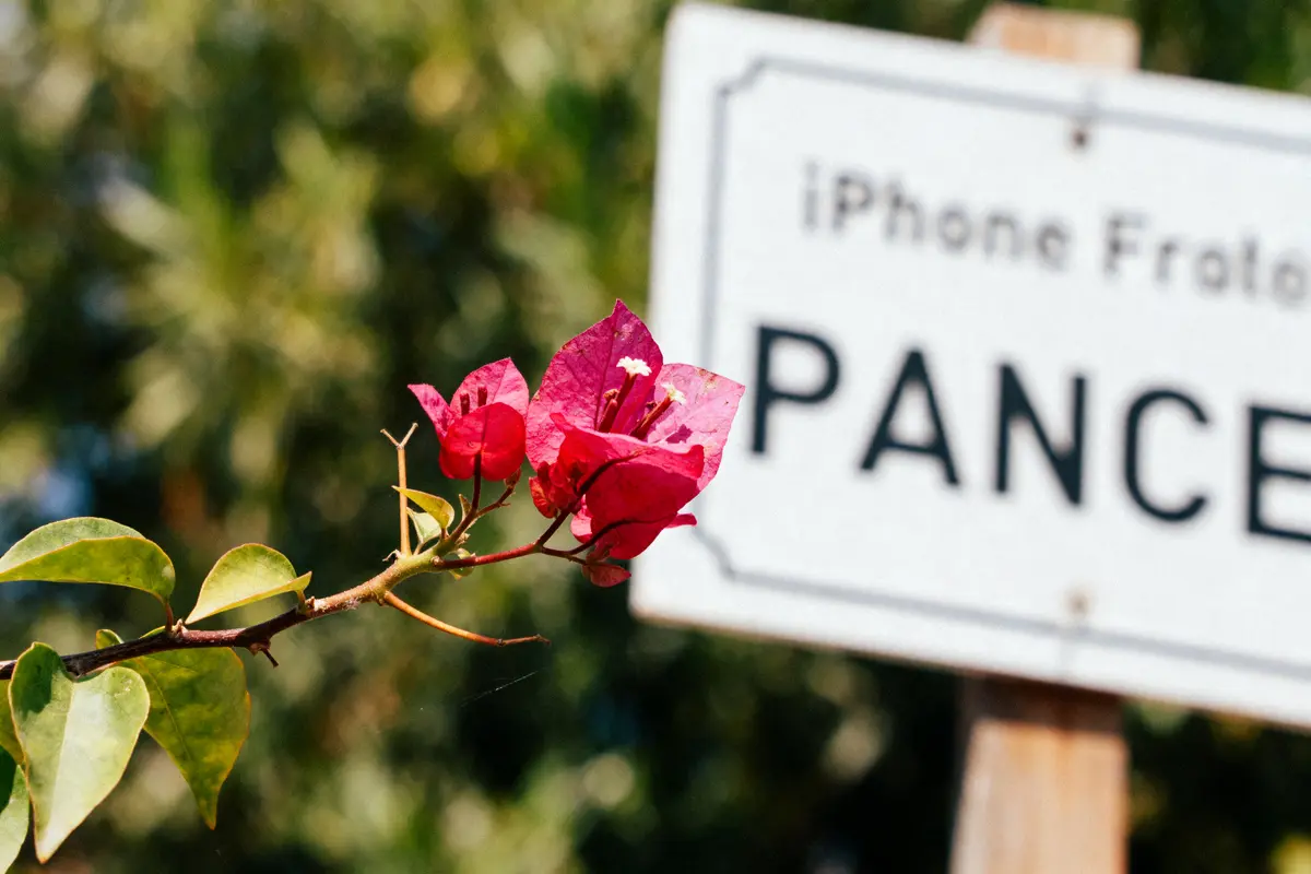 Fleur rose en gros plan devant un panneau flou indiquant "iPhone Frato Pance". Arrière-plan naturel flou.