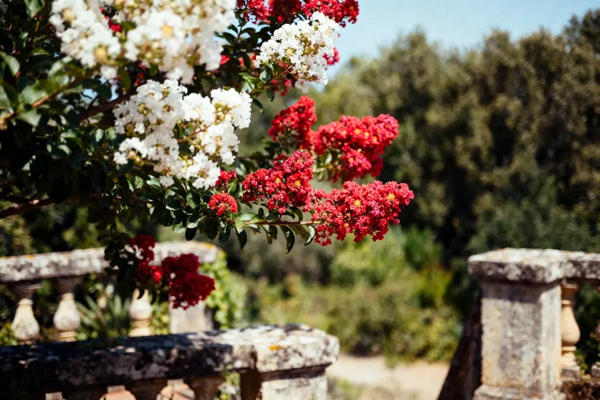 Fleurs rouges et blanches sur un arbre, avec un fond de verdure flou. Jardin calme et ensoleillé.