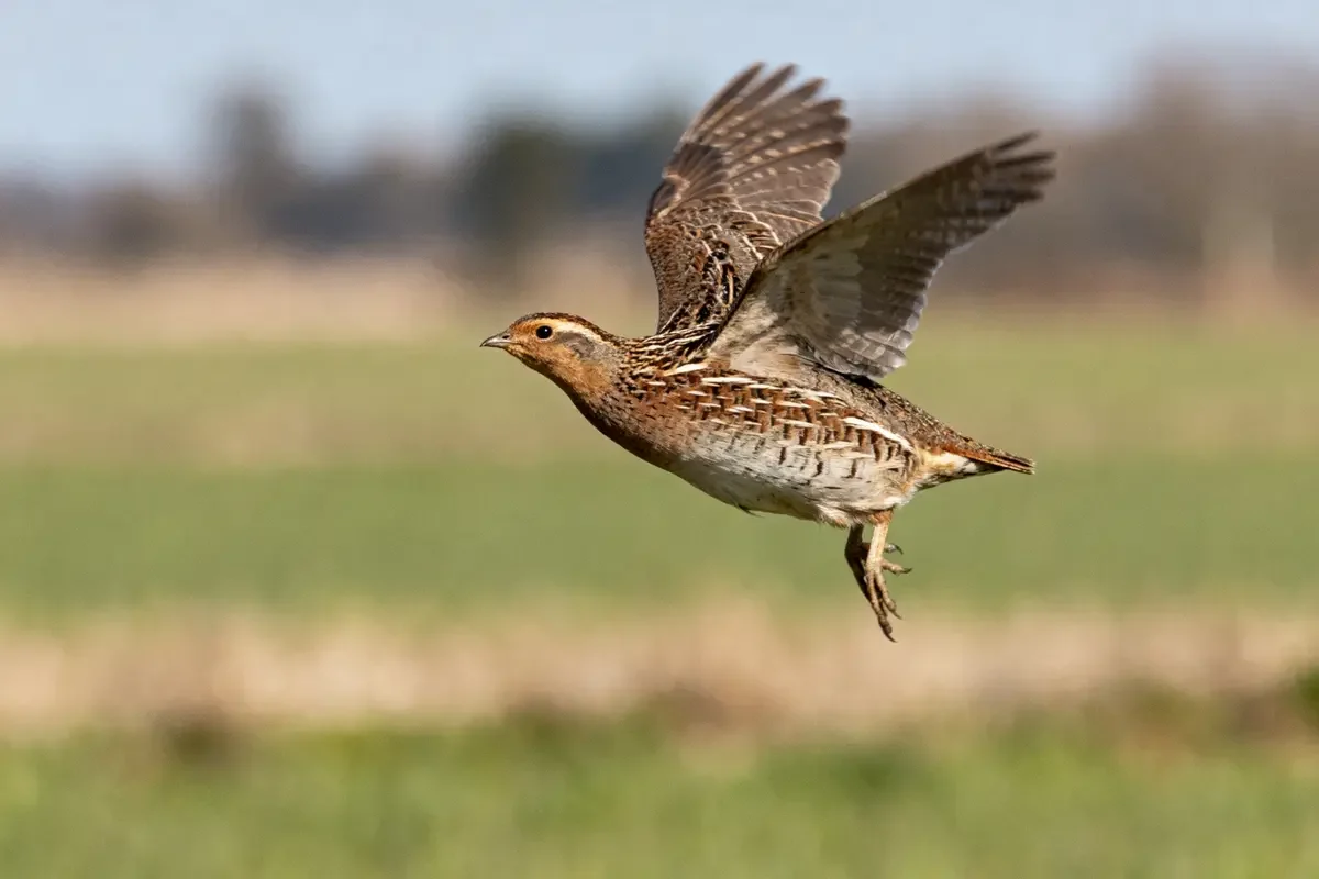 Caille en vol au-dessus d’un champ flou, plumes détaillées et ailes déployées.