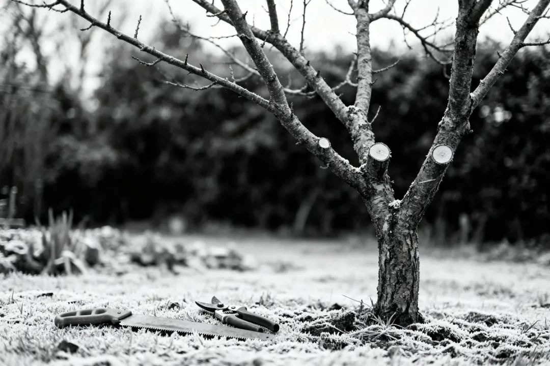 Arbre fraîchement taillé en hiver avec outils de jardinage posés sur le sol enneigé.