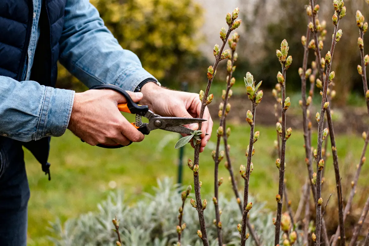 Personne taillant des branches de rosier avec sécateur dans un jardin, vêtue d'une veste en jean.