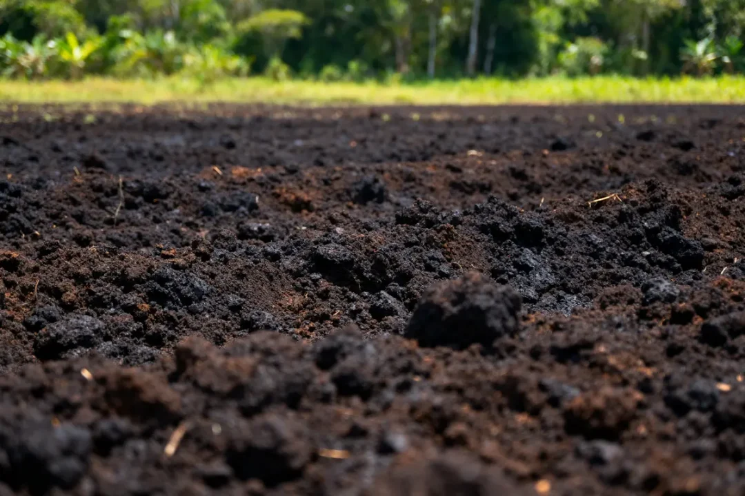 Gros plan sur un sol fertile et brun avec une forêt en arrière-plan flou.